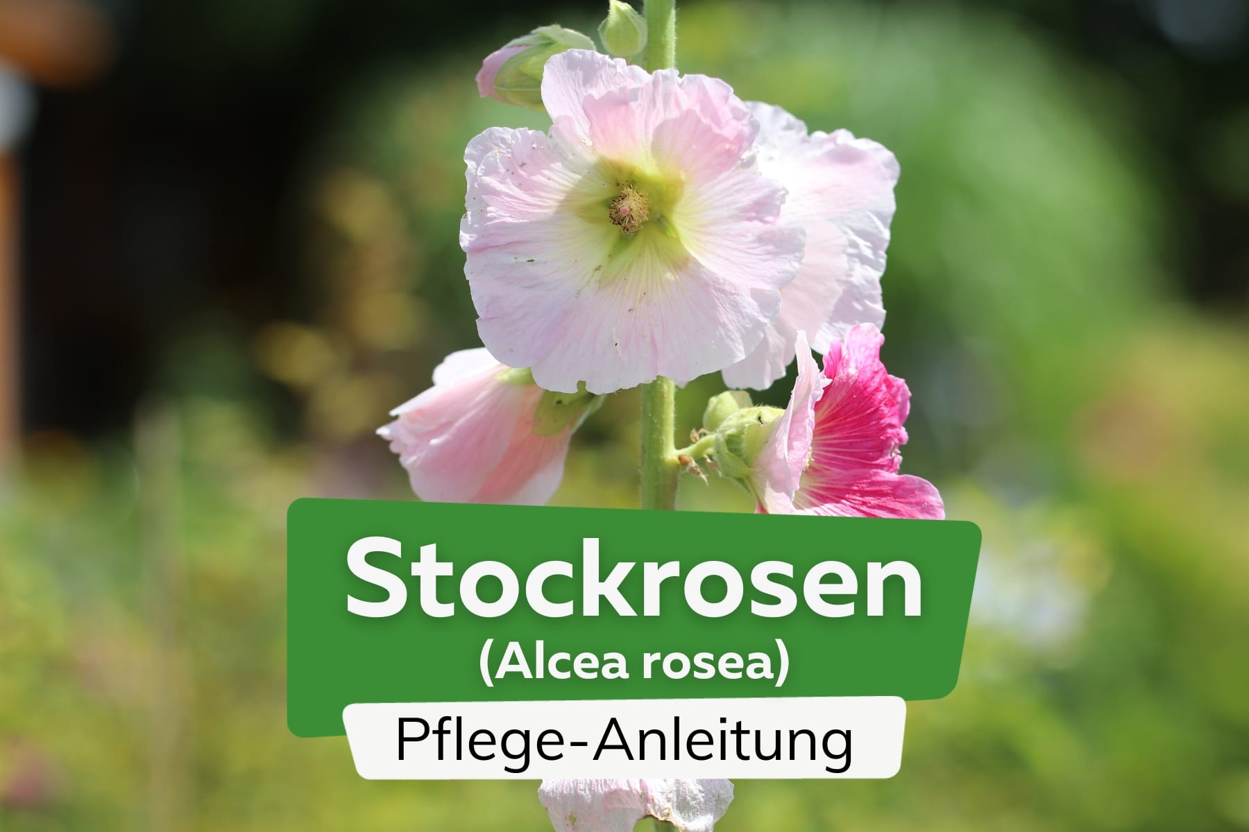 Stockrose (Alcea rosea)