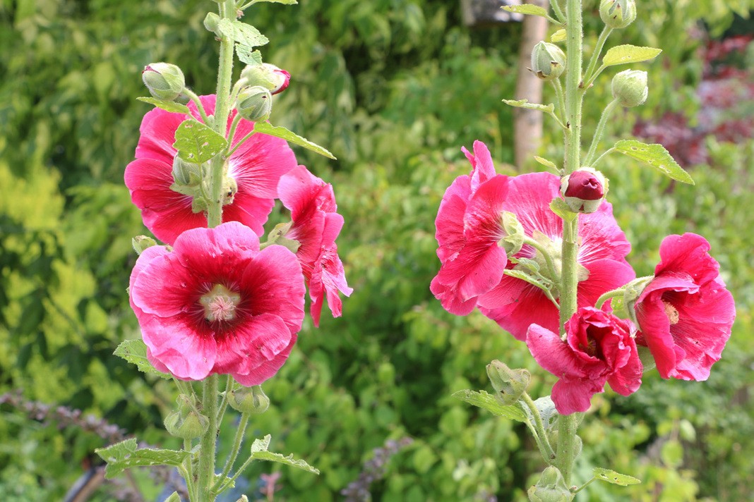 Alcea rosea