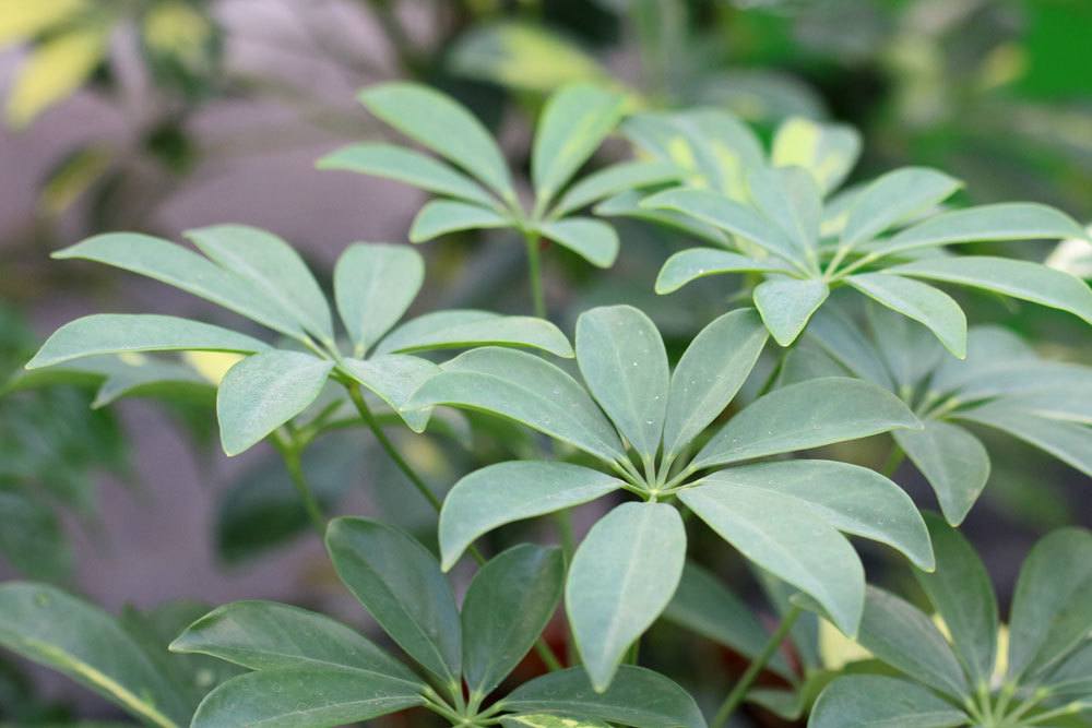 Schefflera arboricola, Strahlenaralie, Schefflerie