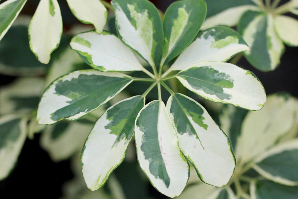 Schefflera arboricola, Strahlenaralie, Schefflerie