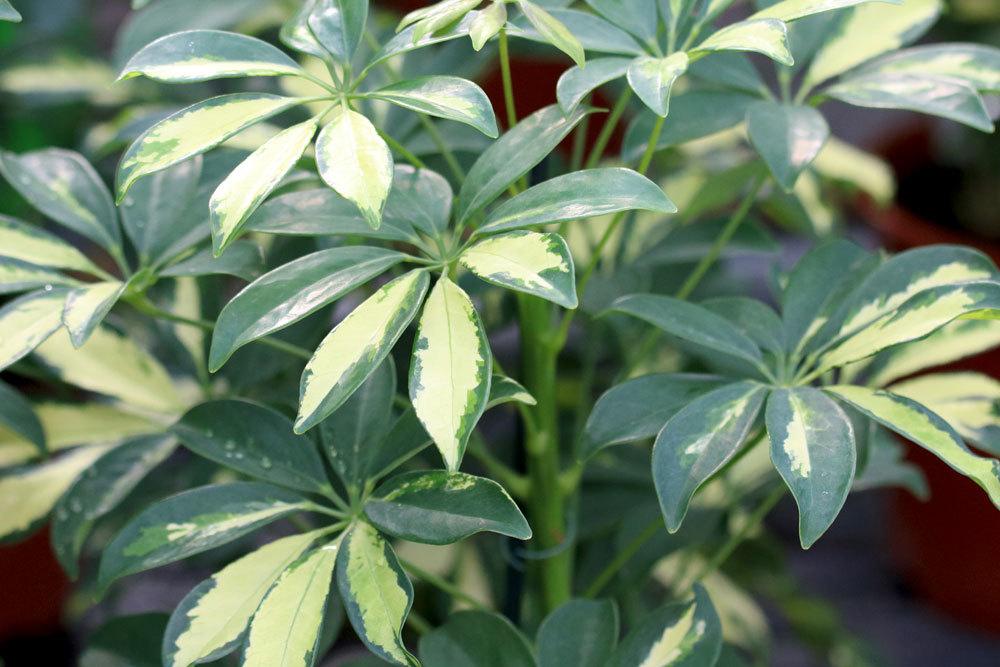 Schefflera arboricola, Strahlenaralie, Schefflerie