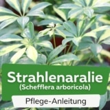 Strahlenaralie (Schefflera arboricola)