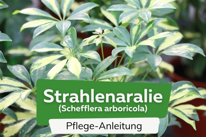 Strahlenaralie (Schefflera arboricola)