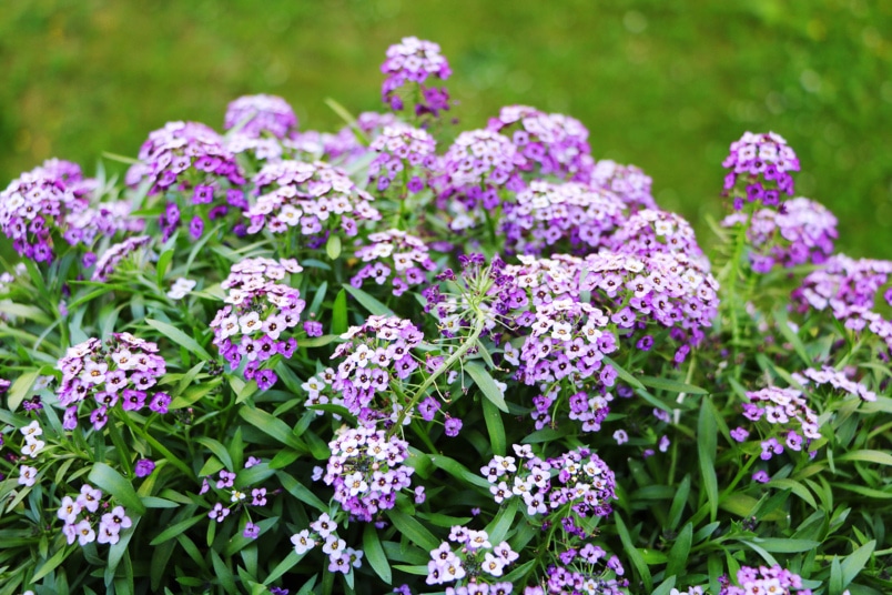 Strand-Silberkraut - Duftsteinrich - Alyssum maritimum