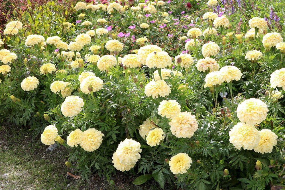 Tagetes mit weißer Blütenfarbe