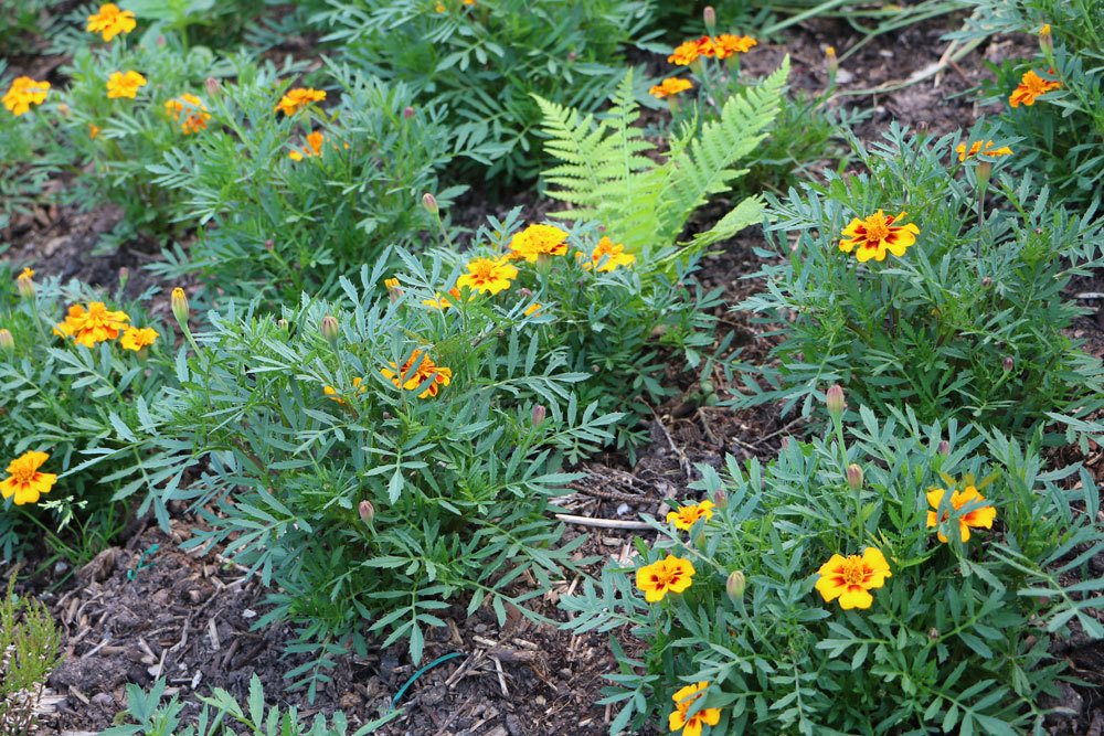 Tagetes im Gartenbeet