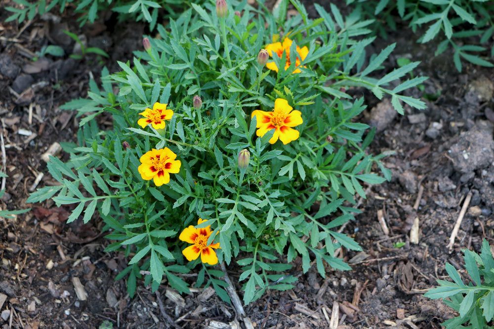 Tagetes mit leuchtenden Blüten