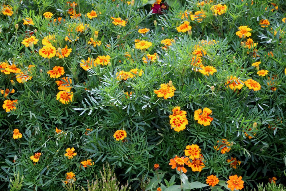 Studentenblume gehört zu den Korbblütlern