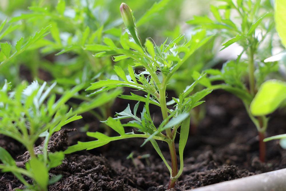 Tagetes in der Anzucht