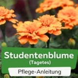 Studentenblume (Tagetes)