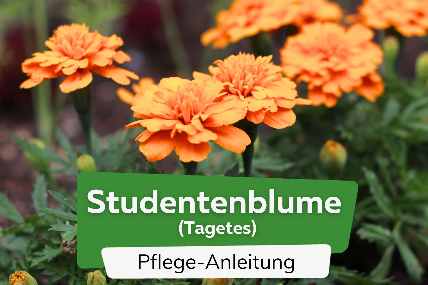 Studentenblume (Tagetes)