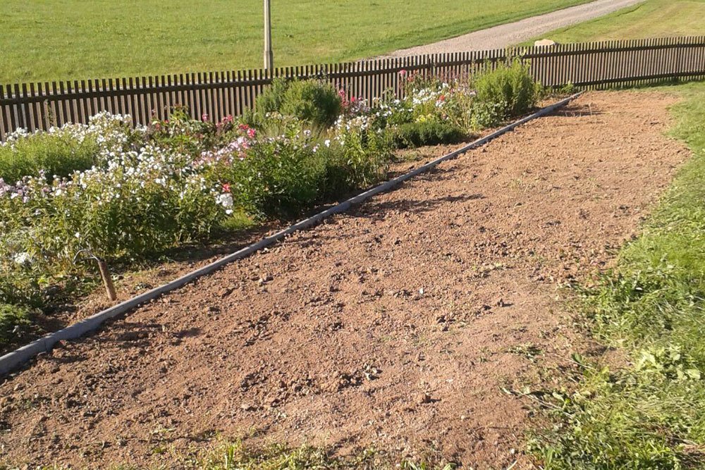 im Gartenbeet Süßkartoffeln anbauen