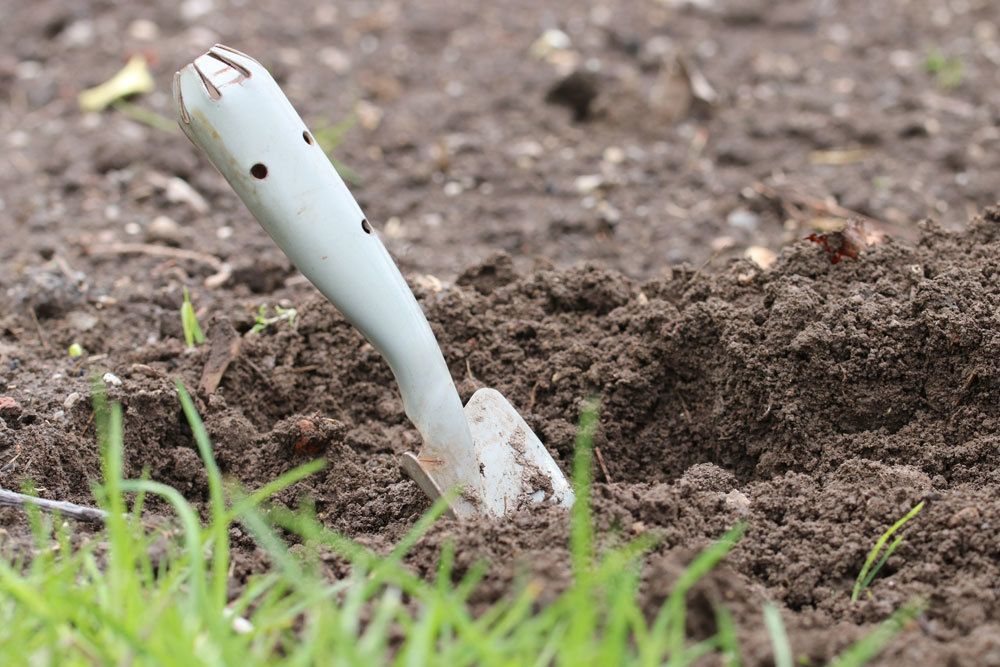 Süßkartoffel-Anbau im heimischen Garten