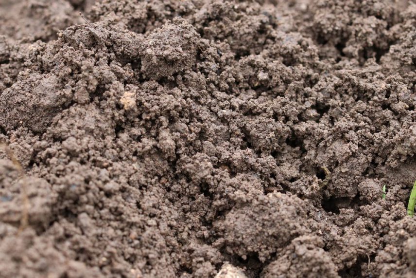 Gartenkalk wann und wie Sie den Kalk richtig ausbringen + 8 Vorteile