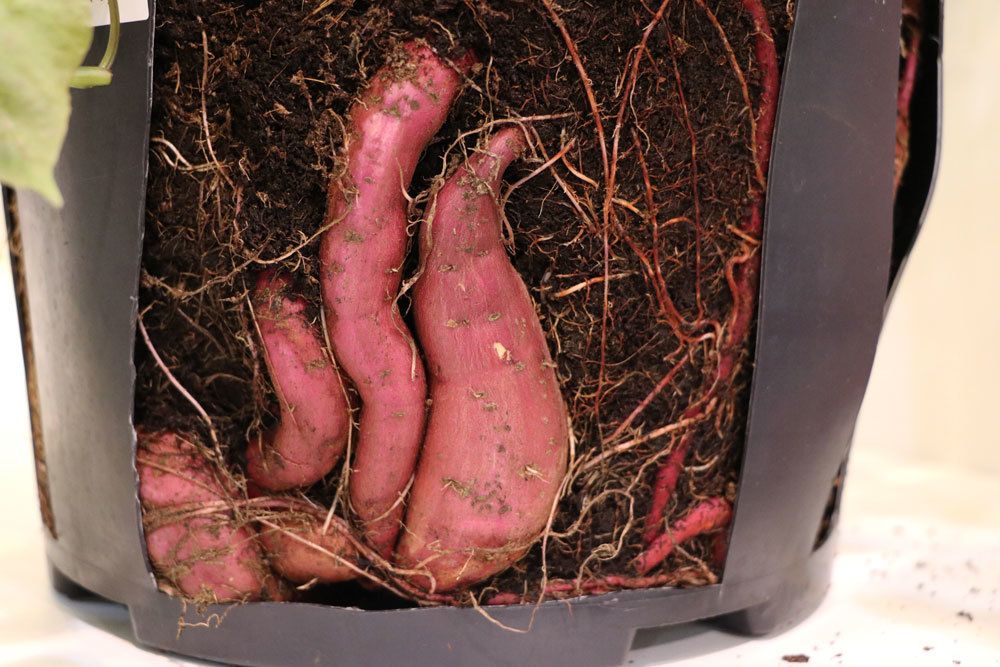 Süßkartoffeln im eigenen Garten züchten