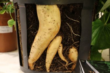54+ Süßkartoffel Anbau Garten, Die anleitung zeigt, wie sie die
