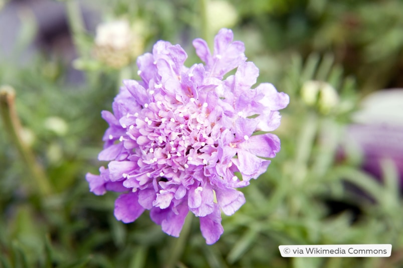 Tauben-Skabiose (Scabiosa columbaria 'Butterfly Blue')