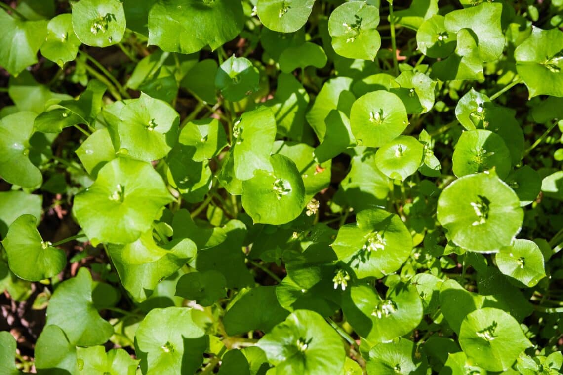 Tellerkraut (Claytonia perfoliata)