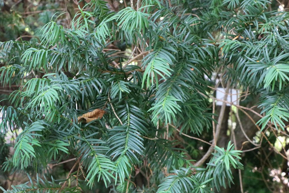 Taxus baccata, Europäische Eibe