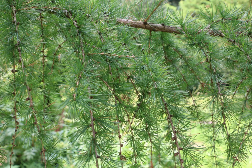 Larix decidua, Europäische Lärche