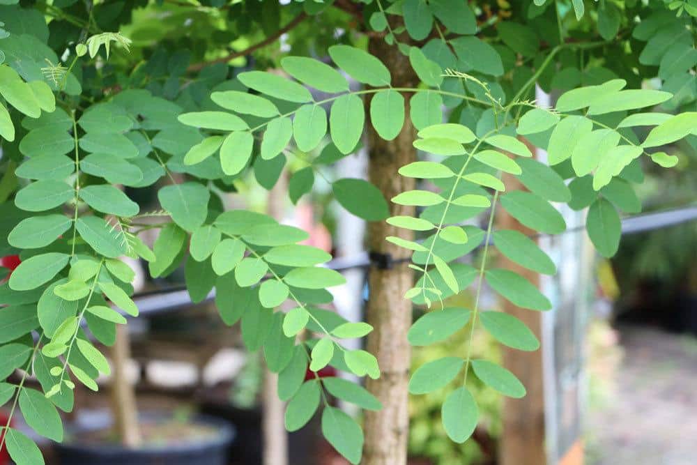 Robinia pseudoacacia, Robinie