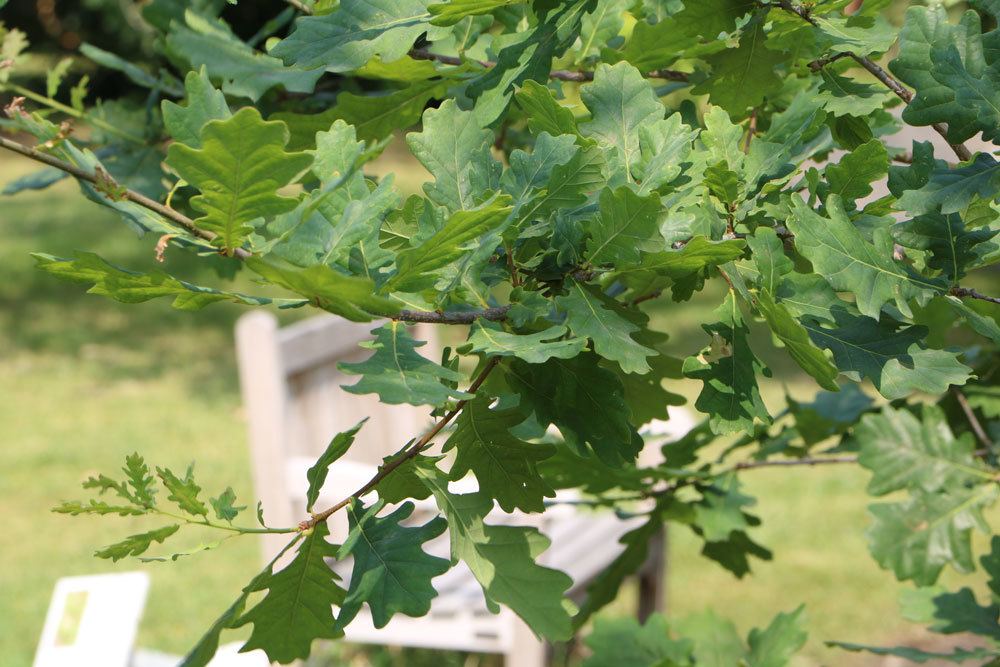 Quercus robur, Stieleiche