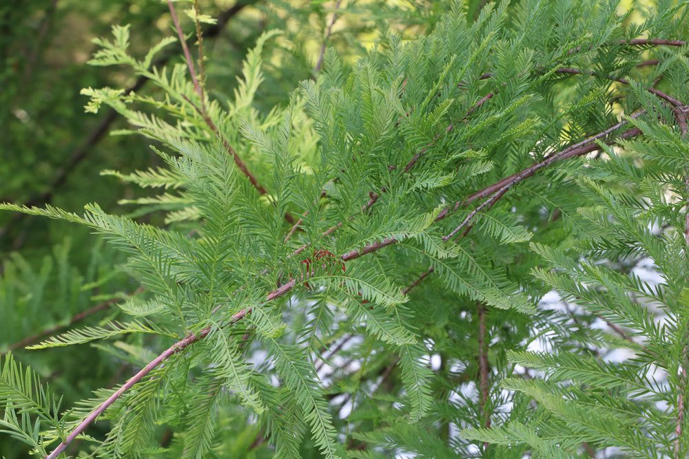 Taxodium distichum, Echte Sumpfzypresse