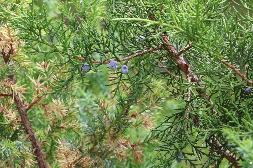 Juniperus drupacea, Syrische Wacholder