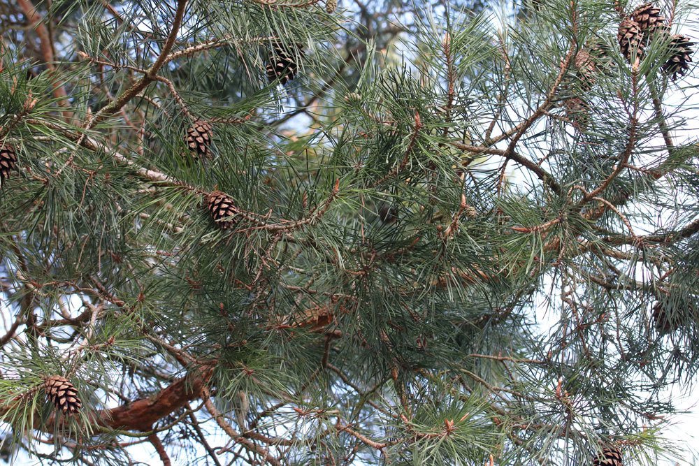 Pinus sylvestris, Waldkiefer