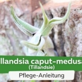 Tillandsia caput-medusae/Tillandsie