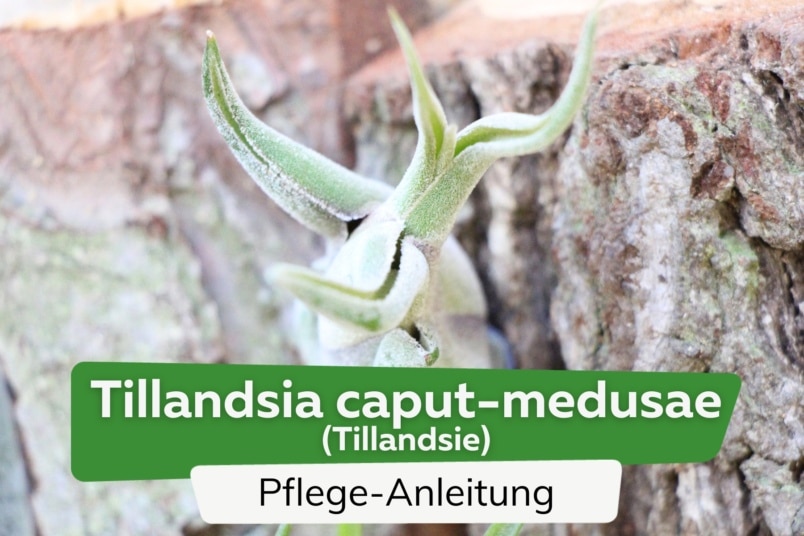 Tillandsia caput-medusae/Tillandsie