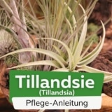 Tillandsie (Tillandsia)