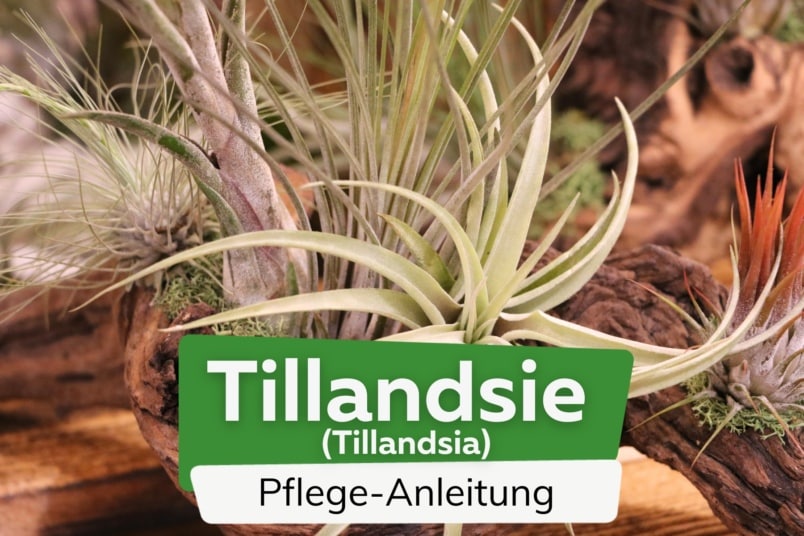 Tillandsie (Tillandsia)