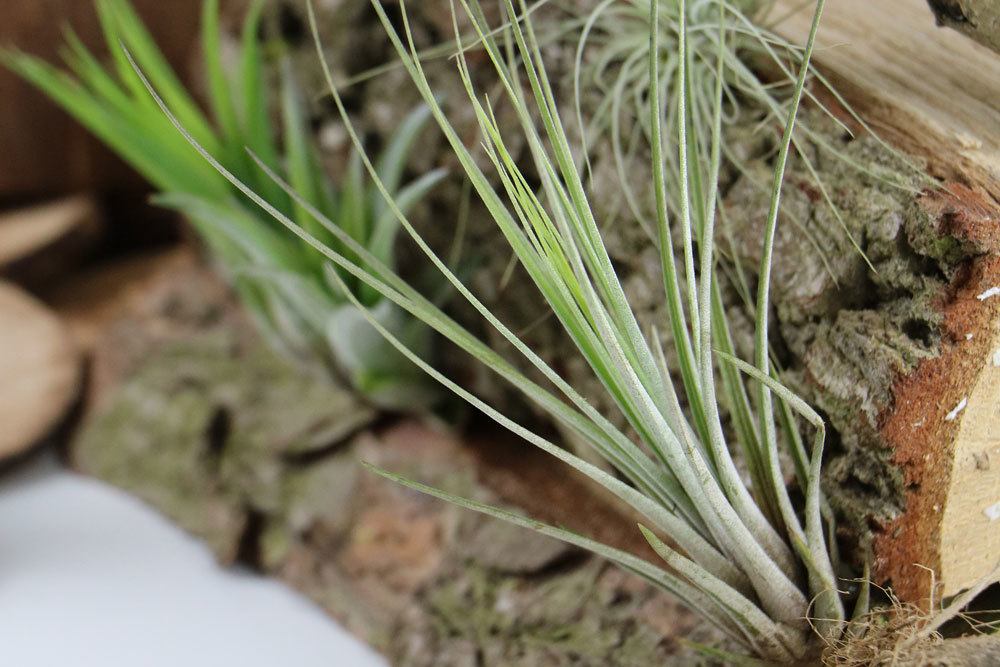 Tillandsia wird auch Luftpflanze genannt