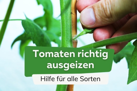 Tomaten ausgeizen