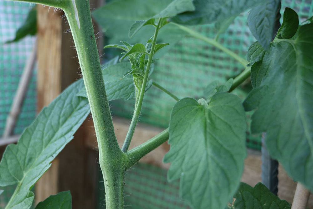 Mitteltriebe an Tomatenpflanzen entfernen