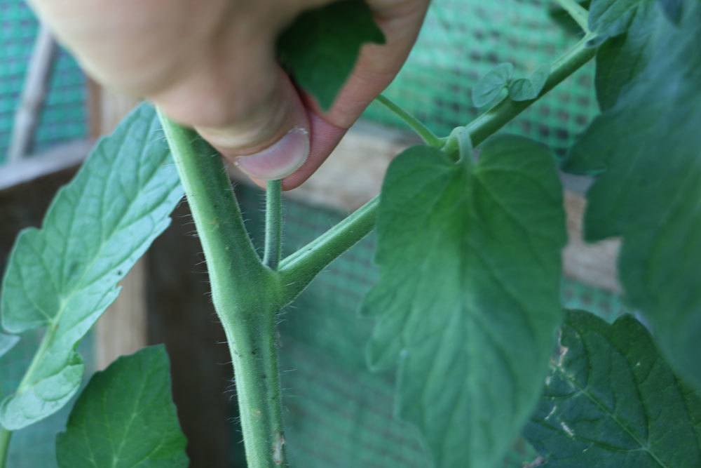 Geiztriebe an einer Tomatenpflanze entfernen