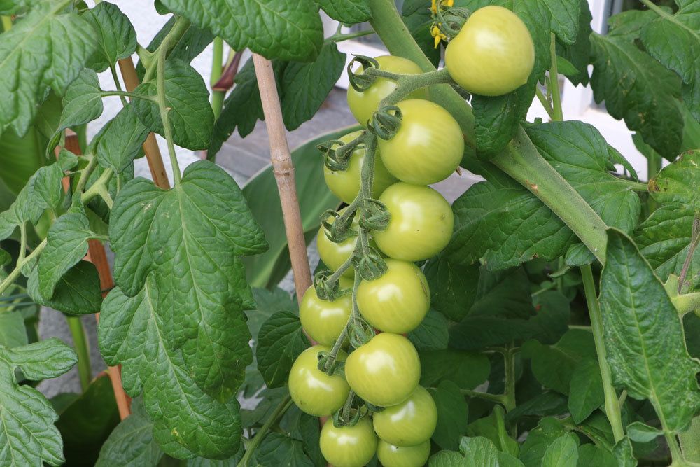 Tomaten selber kultivieren