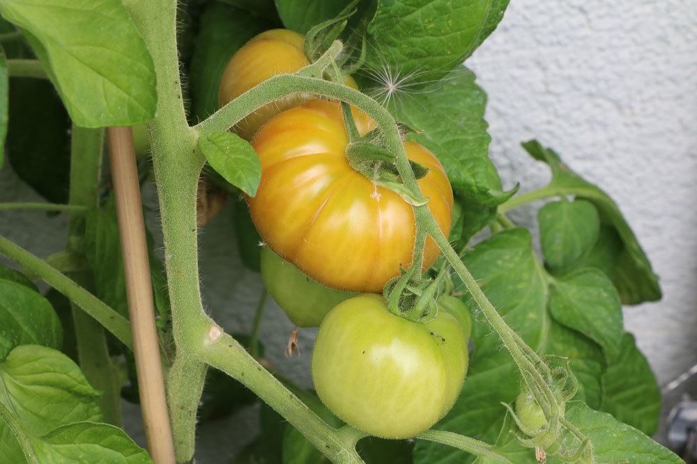 Tomatenpflanze mit reifenden Früchten