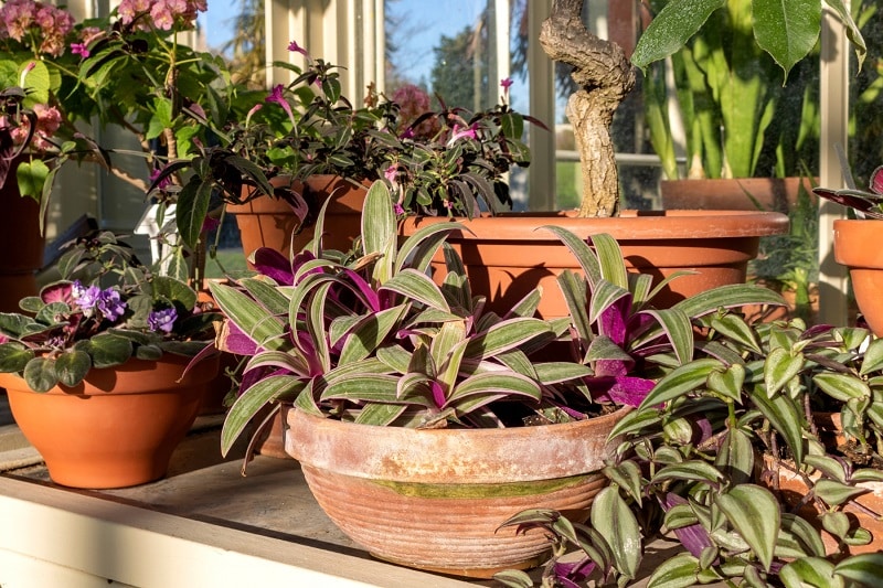 Dreimasterblume (Tradescantia) im Kübel im Garten