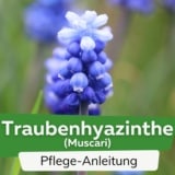 Traubenhyazinthe (Muscari)