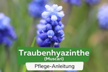 Traubenhyazinthe (Muscari)