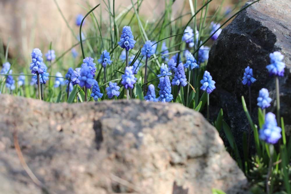 Traubenhyazinthen - Muscari