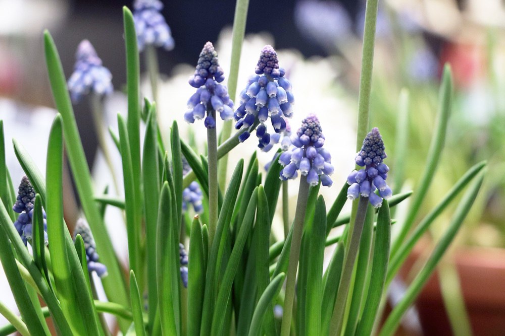 Traubenhyazinthen - Muscari