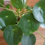 Ufopflanze, Pilea peperomioides