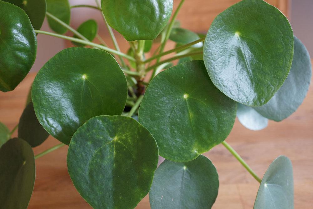 Ufopflanze, Pilea peperomioides