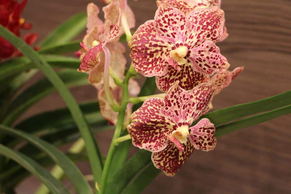 Orchidee Vandra