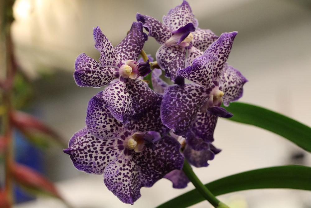 Orchideen benötigen ausreichen Luftfeuchtigkeit