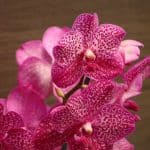 Vanda Orchidee