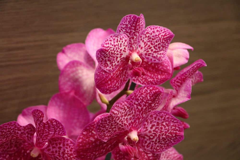 Vanda Orchidee